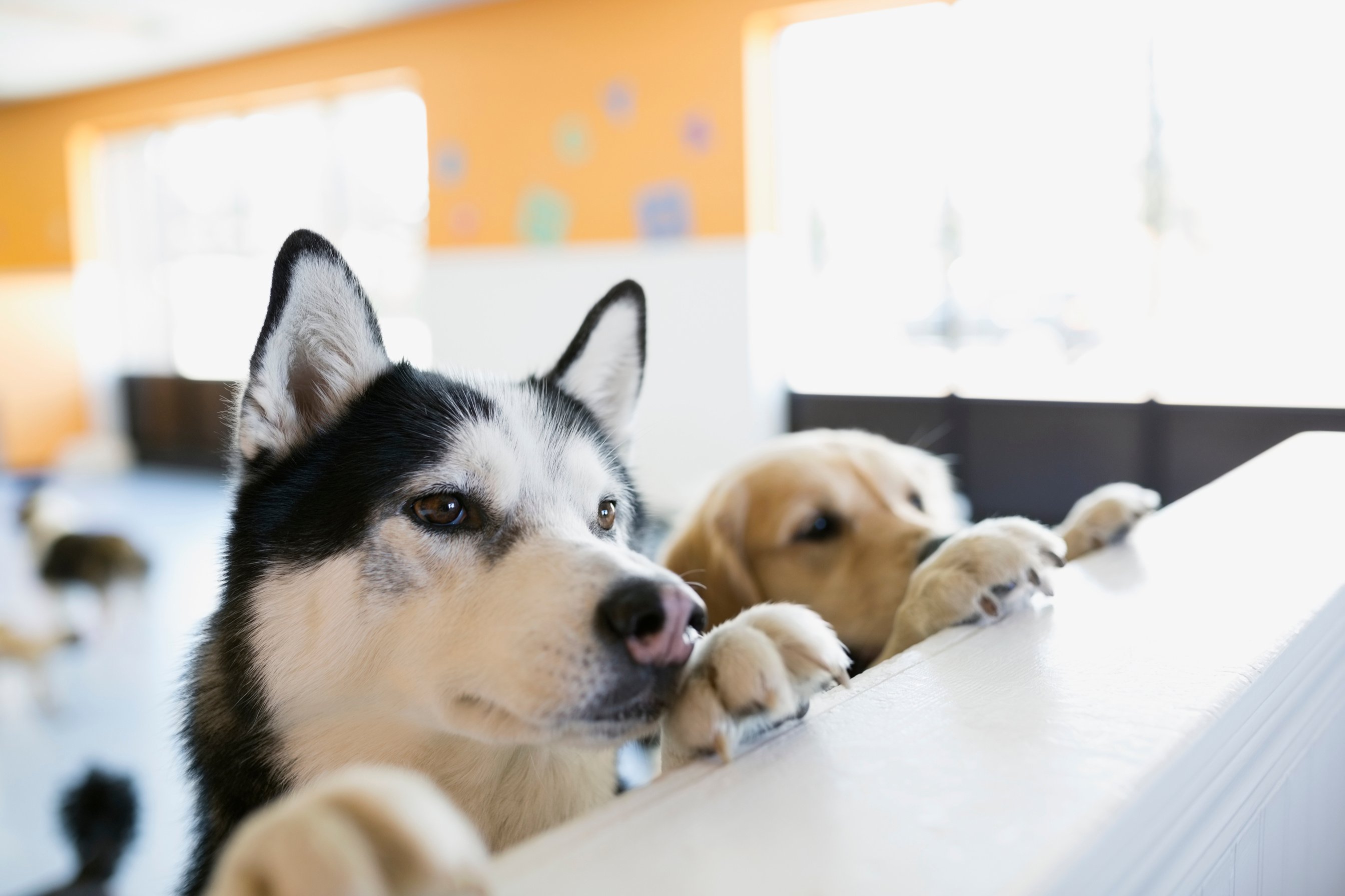 Curious dogs leaning on dog daycare counter