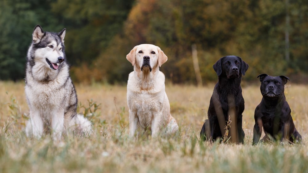 Various breeds of dogs